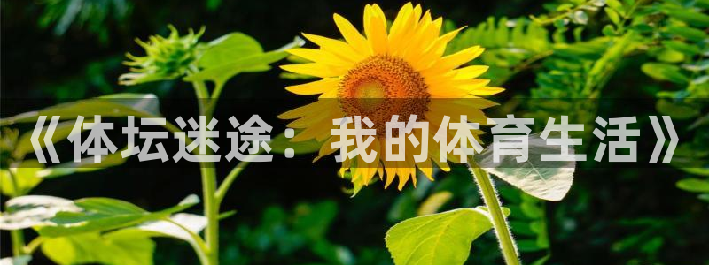 MK体育官方正版app娱乐40996：《体坛迷途：我